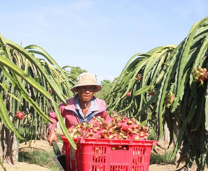 Giá trái thanh long Bình Thuận đạt mức kỷ lục trong vòng 5 năm trở lại đây